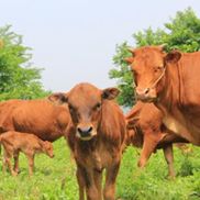 肉牛